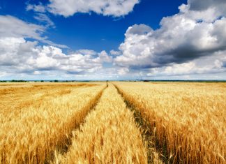 Як купити сг землю?